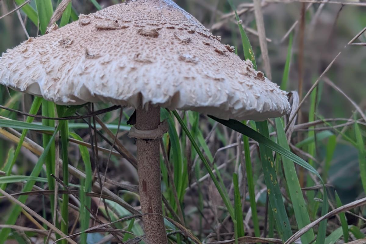 Mushroom after a rainy night